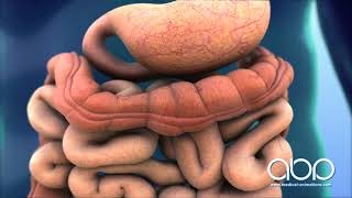 Digestive System in Action  3D Medical Animation  ABP © [upl. by Leif]