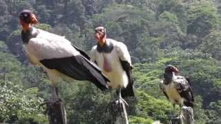 Zopilote Rey King Vulture [upl. by Adnavoj]