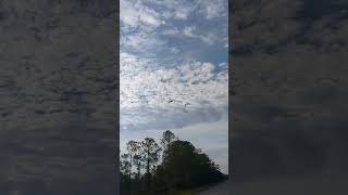 Pterodactyls or sandhill cranes birds florida clouds birdcall [upl. by Suoiluj662]