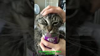 You Won’t Believe Why Do Cats Love Catnip So Much [upl. by Anada600]