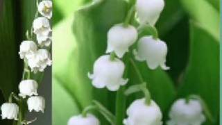 Lacramioare  Convallaria majalis [upl. by Montague]