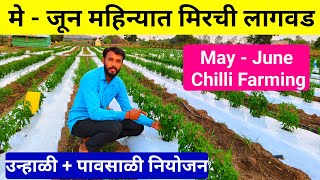 मे  जून महिन्यात मिरची लागवड  उन्हाळी  पावसाळी मिरची  may mahinyat mirchi lagwad  milind bhor [upl. by Hau]