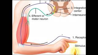 Structure amp Function of the Withdrawal Reflex a Polysynaptic Reflex [upl. by Adnuhsor309]