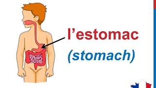 French Lesson 113  The digestive system Organs Body Parts in French Le système Lappareil digestif [upl. by Nigel]