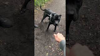 Presa canario nearly bites off mans hand [upl. by Capriola783]