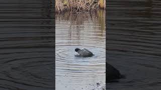 Coot cleaning itself birds wildvancouver nature [upl. by Ireva]