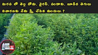 మిరప తోటలో తెల్లదోమ పచ్చదోమ పైslr 525 insecticidenagarjuna index fungicideSLR525White flythrips [upl. by Nyrad]