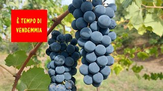 Quando vendemmiare Utilizzo del mostimetro e del rifrattometro per la vendemmia [upl. by Seka]