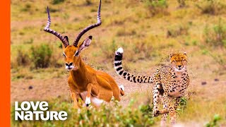 Antelope Narrowly Escapes Cheetah Chase  Predator Perspective  Love Nature [upl. by Atla]