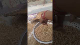 Sieving grains [upl. by Rahas977]