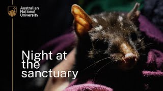 Eastern Quoll Monitoring at Mulligans Flat Nature Reserve [upl. by Rosenblast]