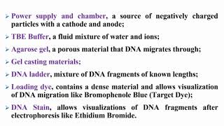 Components of Agarose Gel Electrophoresis System [upl. by Mairem]