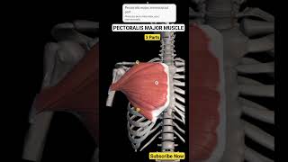 Pectoralis Major Muscle anatomyphysiology muscle anatomy animation shortsvideo 3d [upl. by Ducan747]