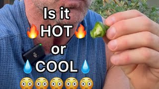 The New COOLapeño Pepper Is it HOT🔥 or COOL💧 😳😅 coolapeno jalapeno gardening hotpepper [upl. by Eniffit]