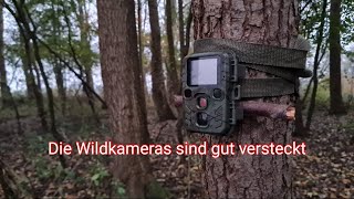 Wildkamera Trail Cam Part 48 [upl. by Zulema266]