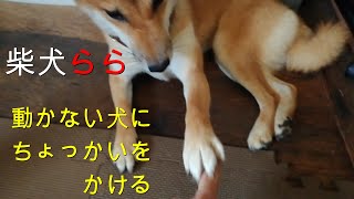 柴犬らら 動かない犬にちょっかいをかける [upl. by Yknarf]