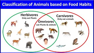 classification of animals based on their food habits Animals and their food habits EToddlers [upl. by Raddy]