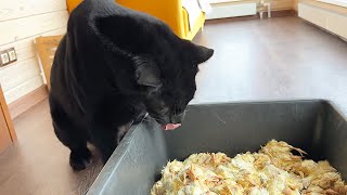 Luna the panther and 1000 chickens 🙈ENG SUB [upl. by Havard]