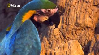 Parrots by Nat Geo [upl. by Eissirc]