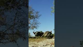 Epic Osceola Turkey Hunt Captured on Tactacam [upl. by Kciv175]