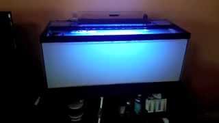 How to setup a 20 gallon nano reef tank CaribSea AragAlive sand [upl. by Lindsley]