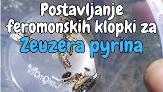 Postavljanje feromonskih klopki za Zeuzera pyrina [upl. by Horatio611]