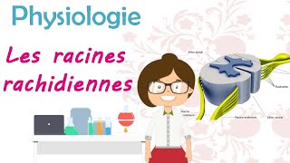 Physiologie  Les racines rachidiennes  cours de 2 ème année médecine [upl. by Hollington]