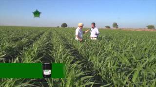 Plantacion de Sorgo [upl. by Rem]