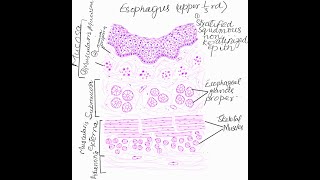 Learn to make histological diagram of esophagus [upl. by Irrahs]