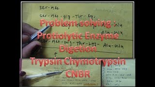 Solved examples on Enzyme Digetion of Protein TrypsinChymotrypsin CNBrBiochemistry [upl. by Guinevere923]