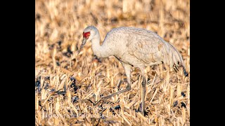 March 2024 Sandhill Crane Migration 2024 4K [upl. by Riay]