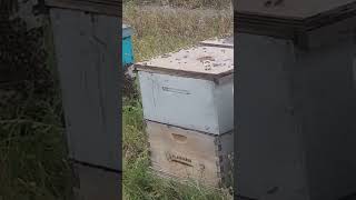 pulling palmetto honey in Florida commercial beekeeping  pulling honey adventures of beekeeping [upl. by Liew]