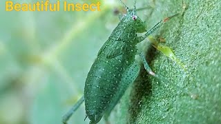 BeautifuI Insects Documentary  Insects Video 4K  Technophotography [upl. by Bonnee]