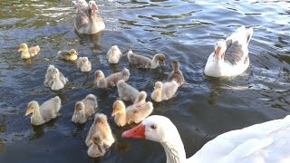 Patitos nadando Lindos PATITOS bebés ♥ cute ducklings [upl. by Latini]