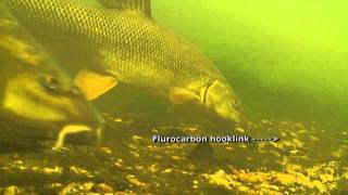 Barbel  Spooking on Flurocarbon Hooklinks [upl. by Sausa187]