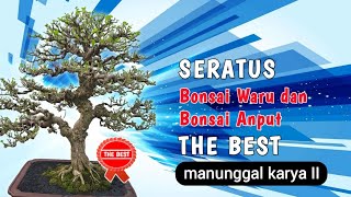 seratus bonsai waru dan anting putri the best di pameran bonsai lokal manunggal karya II [upl. by Slinkman]