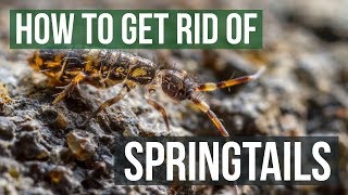 How to Get Rid of Springtails 4 Easy Steps [upl. by Young]