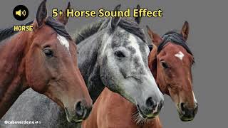 Horse sound effect [upl. by Earleen]