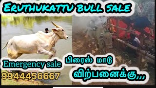 அவசர விற்பனை எருது கட்டு ரன்னிங் பிரைஸ் மாடு Eruthukattu running bull sales emergency ￼ [upl. by Wurtz]