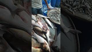 Selling many fish including Malanda fish [upl. by Gnirps]