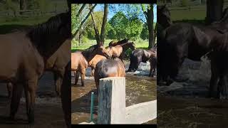 Urlaub auf dem REITERHOF LÜNEBURGER HEIDE  Kameruner Pferde auf der Weide [upl. by Chiquita836]