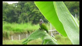 Ethiopia Hagere Ethiopia Hagere Classical Music [upl. by Haimehen114]