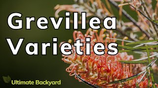 A Guide to the Different Grevillea Varieties [upl. by Maya]