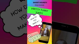 Pretty funny joke from Basset Hounds daily comedy Hilarious 😂 [upl. by Attenauqa]