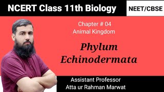 Phylum Echinodermata  Animal Kingdom  NCERT class 11th Biology  NEET  CBSE [upl. by Muns]