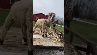 Benny has the moves shorts shortvideo sheep onehappyassfarm bennythesheep farmlife pets [upl. by Eeliah126]