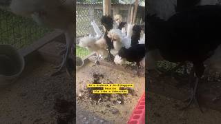 Chickens amp Worms polishchicken eightiesmusic homesteading nevergiveup [upl. by Zitvaa42]