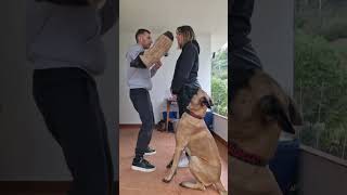 Dame un abrazo parati perros dogs perro short shorts videoshort videoviral viralshorts [upl. by Alithea173]