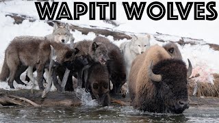 Wapiti Lake Wolf Pack vs Bull Bison in Yellowstone National Park [upl. by Stuart]