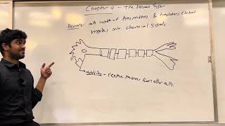 MCAT General Biology Chapter 4 The Nervous System [upl. by Ivetts]